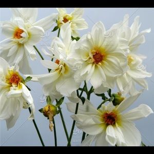 Meet your Posher, Hholly